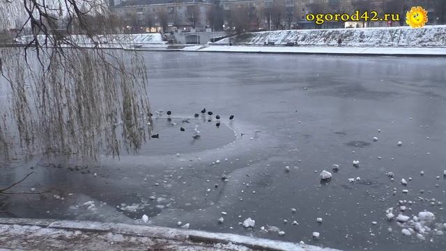 Зима в Калининграде накануне Нового года смотреть онлайн