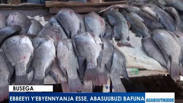 Ebbeeyi y'ebyennyanja esse, absuubuzi bafuna. смотреть онлайн