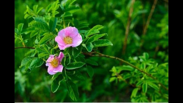 Roger Trefethen plays "To A Wild Rose" by Edward MacDowell, Op.51, No.1 смотреть онлайн