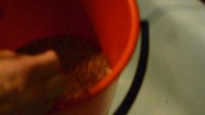 Проращивание пшеницы на солод