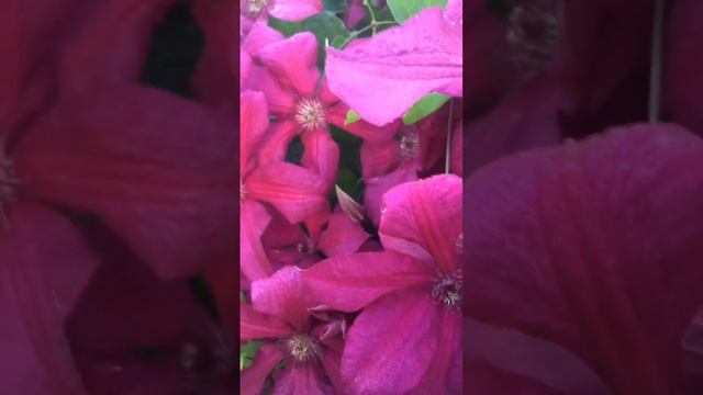 Клематис Виль де Лион смотреть онлайн