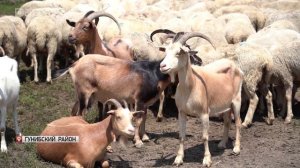 Молочное овцеводство набирает обороты в Дагестане