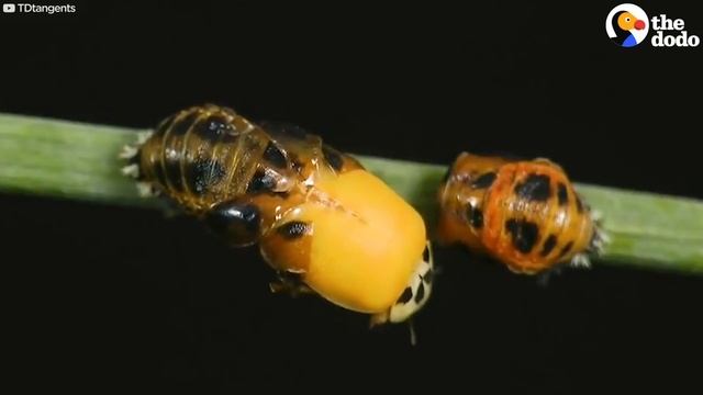 The Stunning Life Cycle Of A Ladybug | The Dodo смотреть онлайн