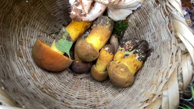 The two most fragrant boletus, the first one, needs to be cooked correctly смотреть онлайн