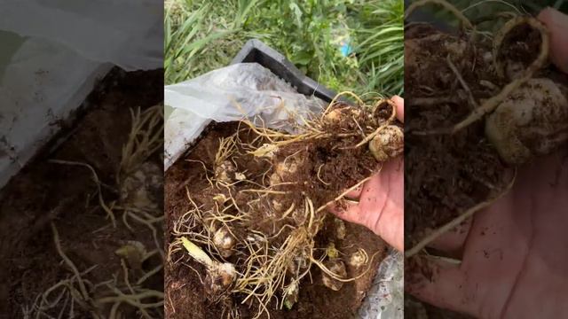 HOW LILLIUM BULBS STORED INTO COCOPET BEFORE PLANTING INTO FIIELD.. смотреть онлайн