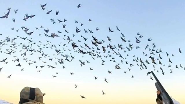 ?О СТРЕЛЬБЕ ПО ГУСЮ ВЛЁТ.ПРАВИЛЬНОЕ УПРЕЖДЕНИЕ.