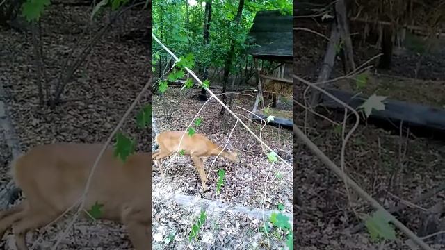 Самка косули? смотреть онлайн