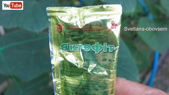 ПАУТИННЫЙ КЛЕЩ НА ОГУРЦАХ - КАК ЛЕГКО ИЗБАВИТЬСЯ . Я ВСЕГДА ИСПОЛЬЗУЮ ЭФФЕКТИВНЫЕ БИОПРЕПАРАТЫ смотреть онлайн