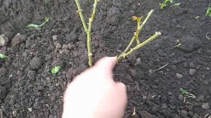 Прищипка слепых побегов на розах.Развитие новых роз.