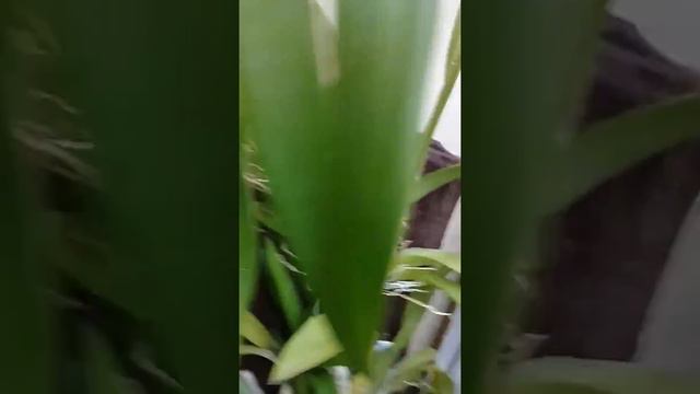 Cattleya maxima del Perú. Floración mayo de 2017. смотреть онлайн
