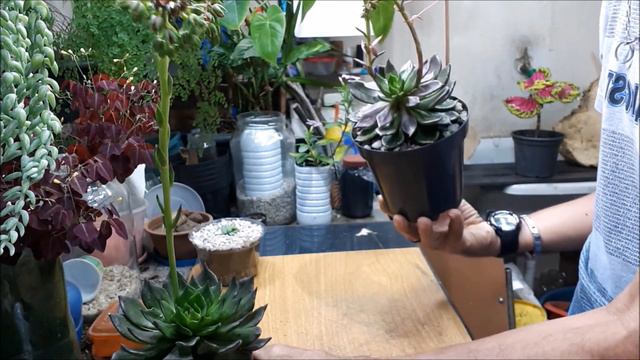 PRÍNCIPE NEGRO, VOCÊ CONHECE? ECHEVERIA BLACK PRINCE - EU AMO SUCULENTAS смотреть онлайн