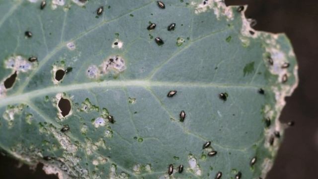 КАК ИЗБАВИТЬСЯ ОТ КРЕСТОЦВЕТНОЙ БЛОШКИ НА ЦЕННЫХ КУЛЬТУРАХ НАШЕГО ОГОРОДА