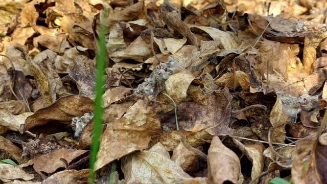 ,,Краски осени,, смотреть онлайн