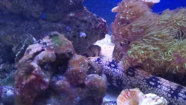 Посадка мурены в морской аквариум смотреть онлайн