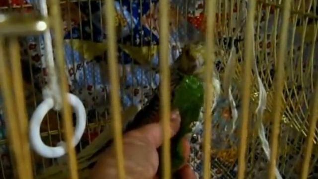 Как дать одуванчик (зелень) попугаю Корелла. смотреть онлайн