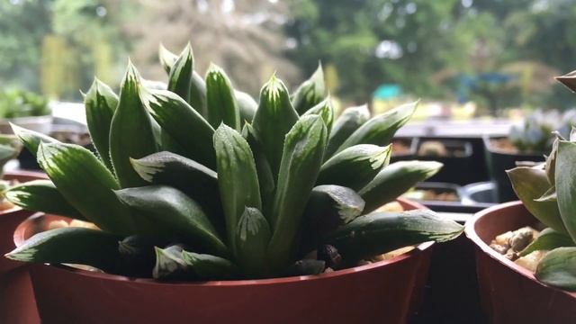 NEW HAWORTHIA TRUNCATA CV HARRY JOHNSON - Succulent Plant Haul For Collection - NO COMMENTARY (2018 смотреть онлайн