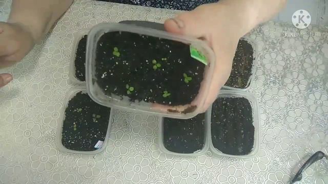 Как ухаживать за рассадой петунии после всходов | Что сделать, если петуния тянется. Опять черенкуе