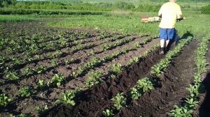 Окучивание картошки Мотокультиватор Крот мотоблок часть первая - не последняя!