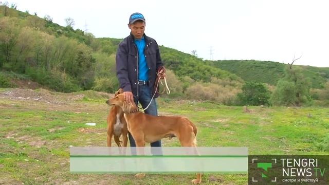 Что отличает породу казахских тазы и тобет рассказали эксперты смотреть онлайн