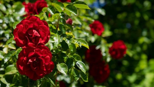 Приехал заказ с розами ЗКС. Сорта, дальнейшие действия. смотреть онлайн