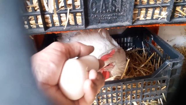 Глупая курица/ куры Бресс Гальцы. смотреть онлайн