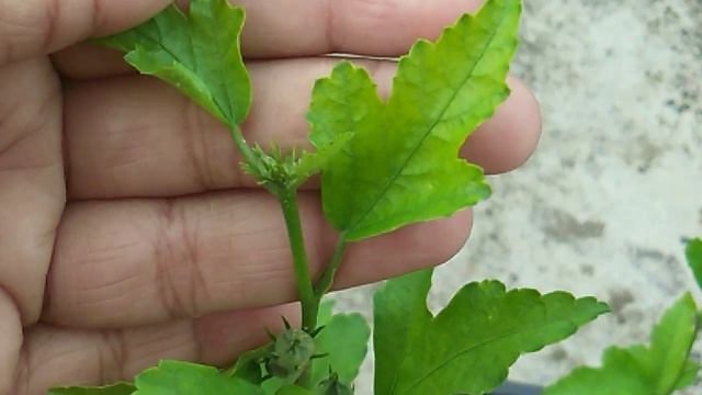 নীল জবা গাছের পরিচর্যা / Blue Hibiscus Plant Care & Fertilizer / Purple Hibiscus Plant Care смотреть онлайн