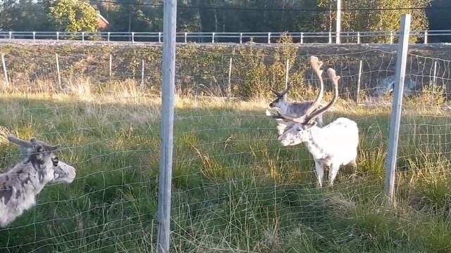 Норвегия, Алта, олени смотреть онлайн