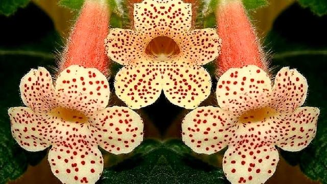 Колерия смотреть онлайн