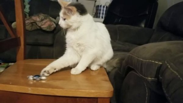 Try Not To Laugh : 1 Hour of Funniest Cat Videos #1 | Best Funny Animal Videos 2022