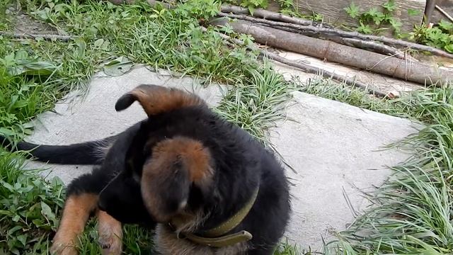 Щенок немецкой овчарки 1.5 встают ушки смотреть онлайн
