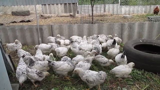 Адлеровским цыплятам 2 месяца! смотреть онлайн