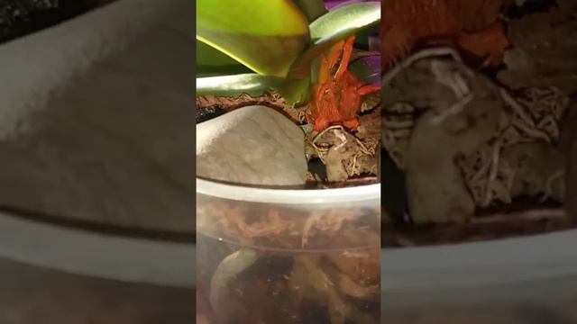 Орхидея. Отрезана половина шеи по вертикали. Что с ней стало?! смотреть онлайн