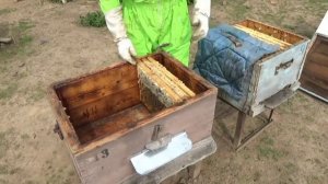 как развить слабую Пчелосемью с трёх рамок,до полноценной Пчелосемьи,