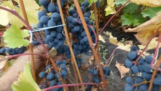 Виноград Магия. смотреть онлайн