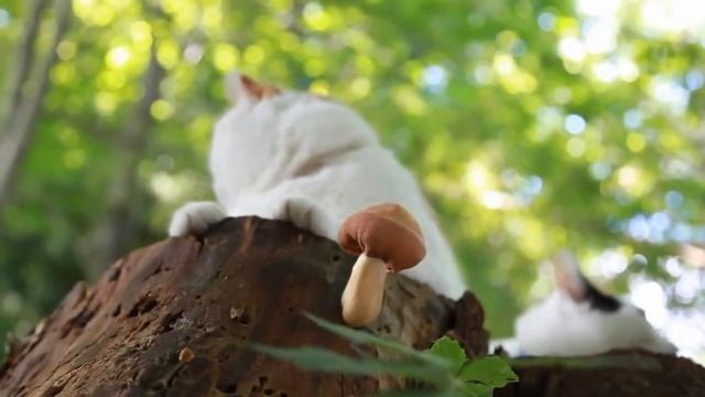 КОШКИ И ГРИБЫ HD) смотреть онлайн