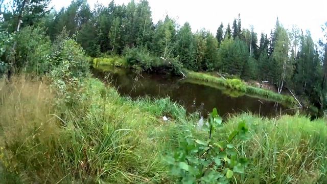 Велопоход 13-15 августа. Лесные дороги, болота, броды. Bike tour. Solo. смотреть онлайн