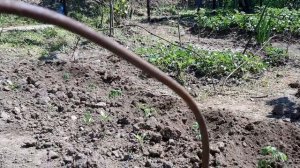 Как избавиться от улиток в огороде навсегда.