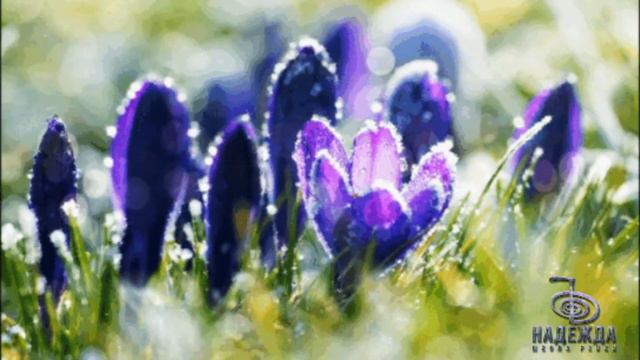 САМОНАСТРОЙКА НА ЭНЕРГИЮ ВЕСЕННИЕ ЦВЕТЫ смотреть онлайн