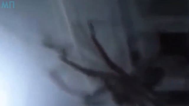 10 ГИГАНТСКИХ ПАУКОВ СНЯТЫХ НА ВИДЕО смотреть онлайн