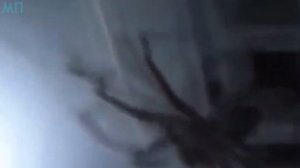 10 ГИГАНТСКИХ ПАУКОВ СНЯТЫХ НА ВИДЕО