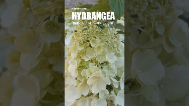 Гидрангея паникулята 'Кэндллайт' (Hydrangea paniculata 'Candlelight') смотреть онлайн