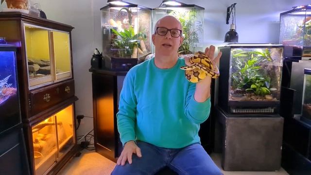 My Ball Python Won't Eat.....What Should I Do? смотреть онлайн