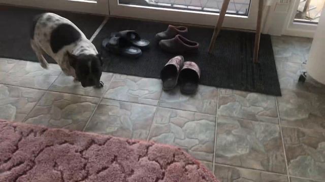 Французский бульдог Мира грустит....