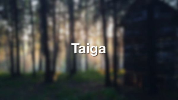 Taiga