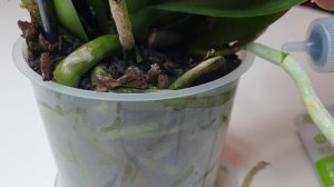 ВРЕДИТЕЛИ орхидей ФИТОВЕРМ для орхидеи Новая орхидея