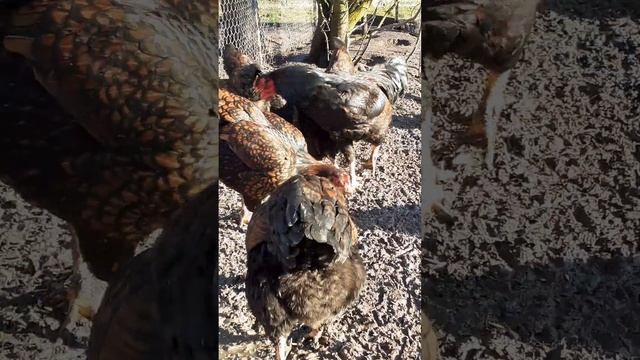 куры Виандот золото смотреть онлайн