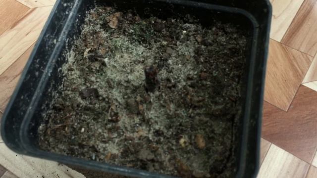 Актинидия ( Мини- киви ? ). Итог посадки ?. смотреть онлайн