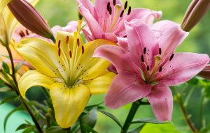 ЧТО ДЕЛАТЬ И КАК СОХРАНИТЬ ПРОРОСШИЕ ЛУКОВИЦЫ ЛИЛИИ ДО ПОСАДКИ В ОТКРЫТЫЙ ГРУНТ.