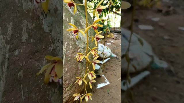 Kiếm đã vào mùa, vòi sắp chạm đất. смотреть онлайн