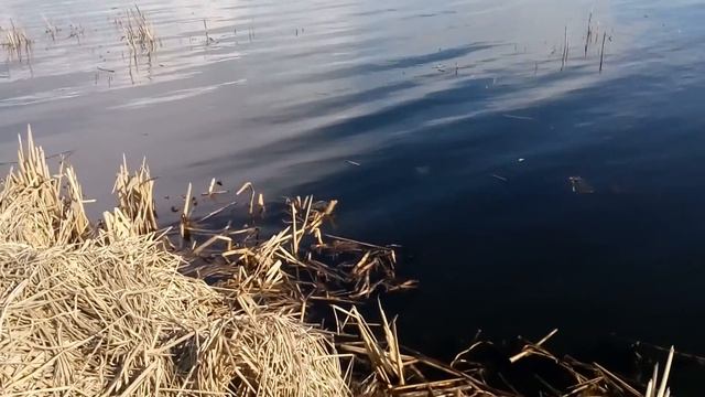 Минское море, нерест леща смотреть онлайн